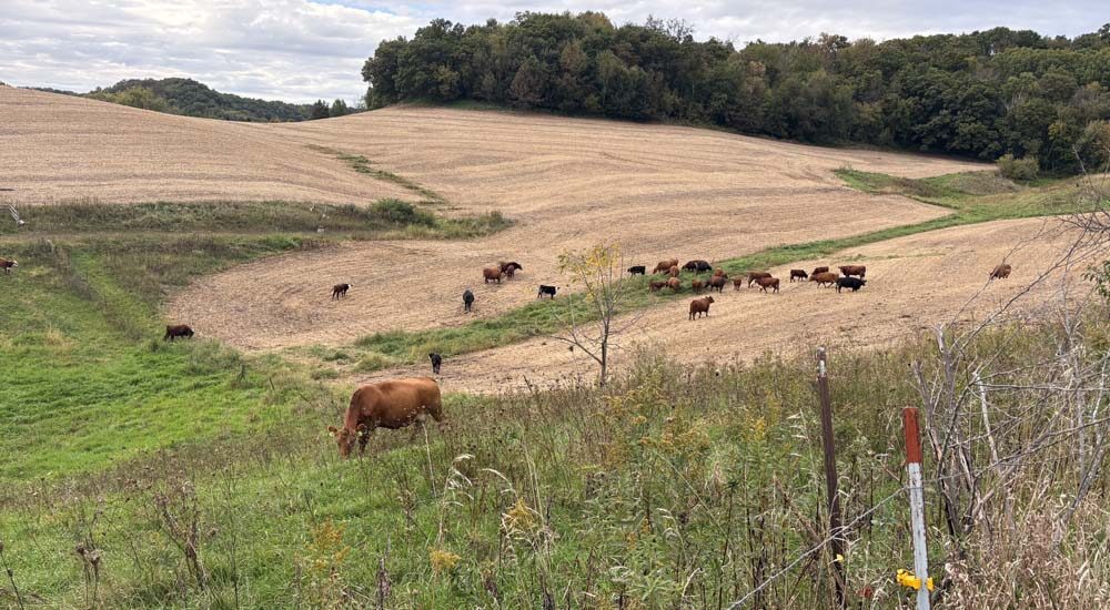 Cover Crops for Wildlife