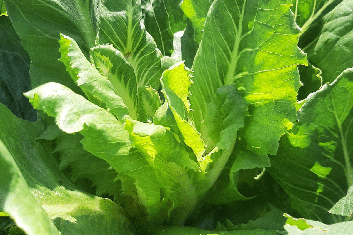 Summer Romaine Lettuce Variety Trial