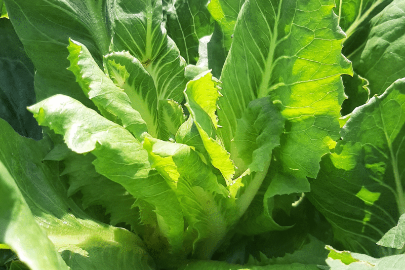 Summer Romaine Lettuce Variety Trial