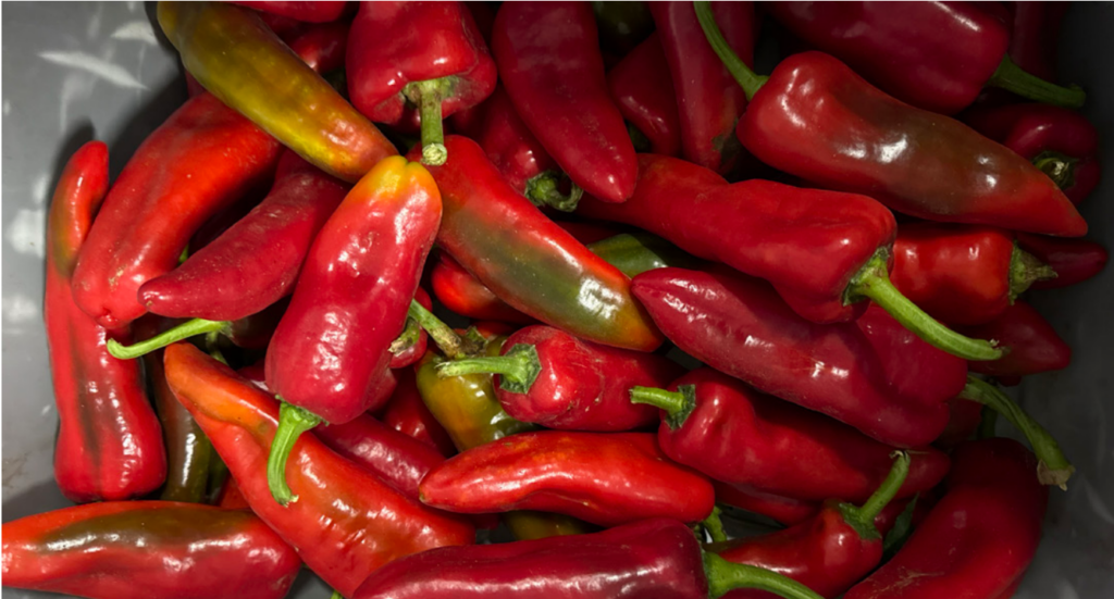 Sweet Pepper Variety Trial 2025