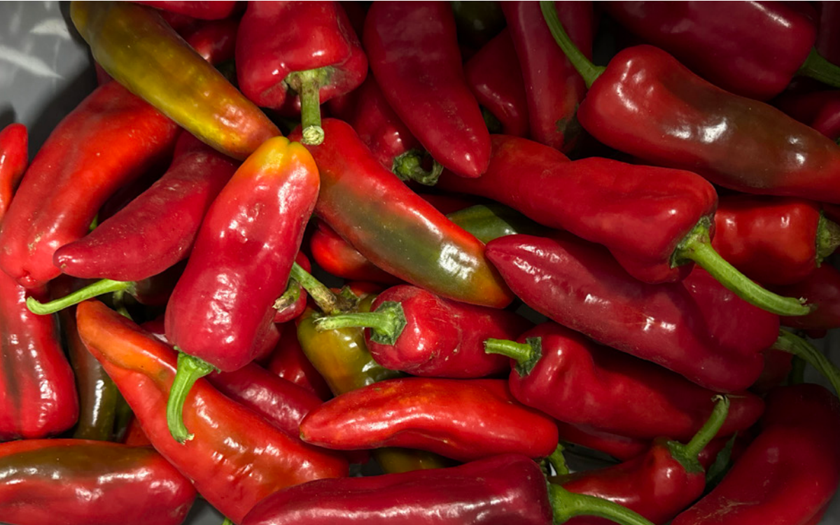 Sweet Pepper Variety Trial 2025