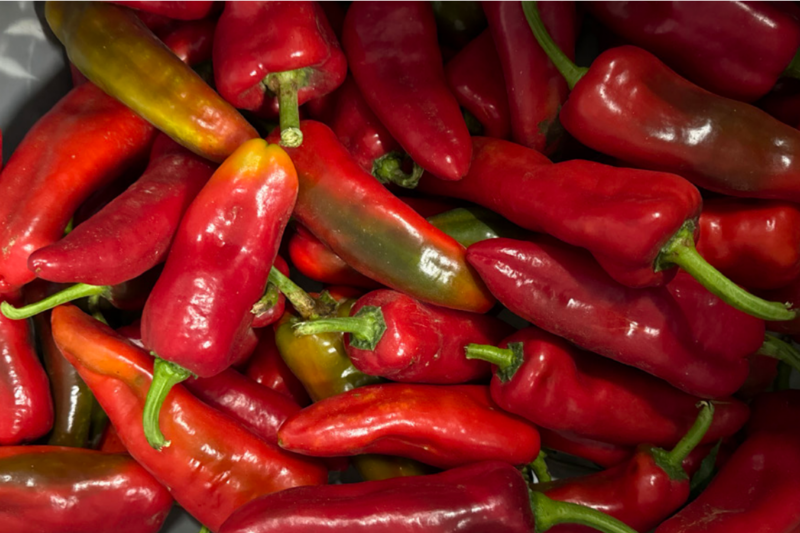 Sweet Pepper Variety Trial 2025