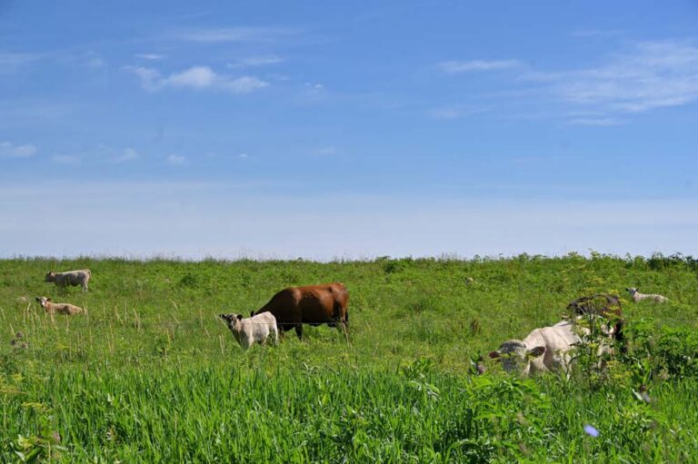 A Rewilding Land Ethic