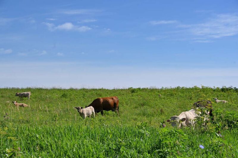 A Rewilding Land Ethic