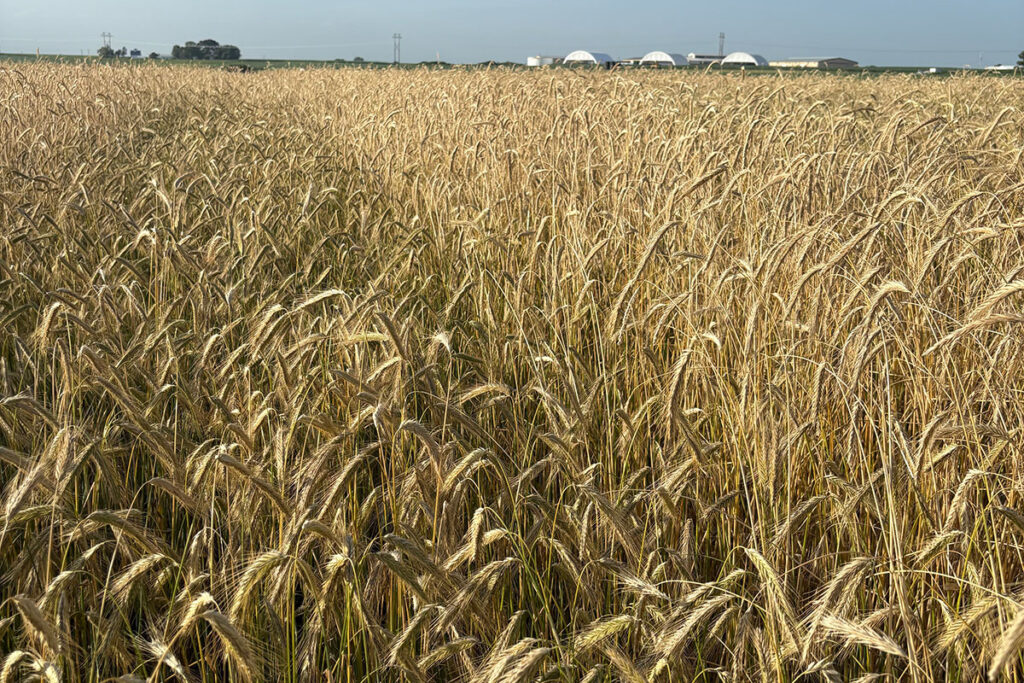 Cereal Rye Variety Trial 2026