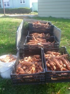Growing Harmony Farm's last carrot crop.