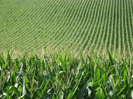 iowa corn field farm fields acres sons transfer study three case opheim teresa summer 1891