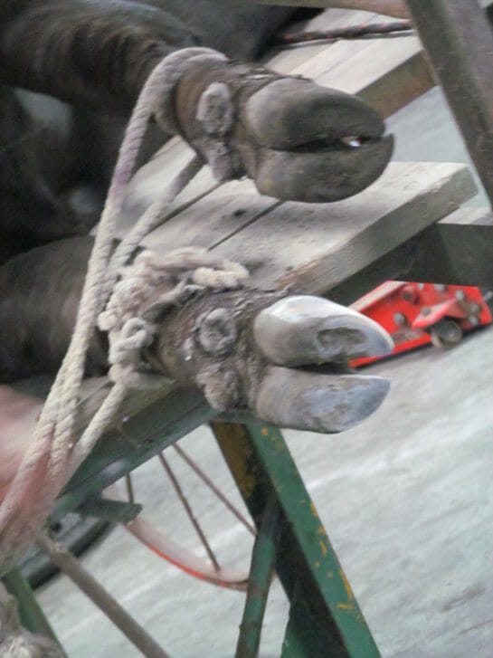 Quite a difference between the lower trimmed steer hoof with the grown-out one above.