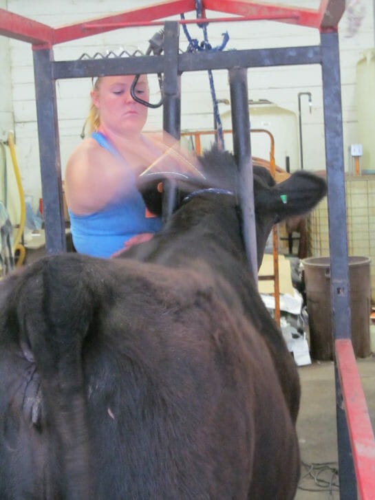 Julia Griffieon combs her heifer's fur to enhance the blocky appearance generated by a flat clip along her topline.