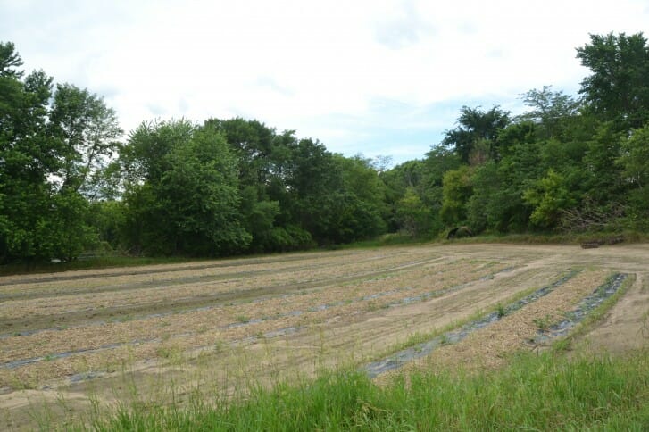 Wade Dooley's watermelon and winter squash field.