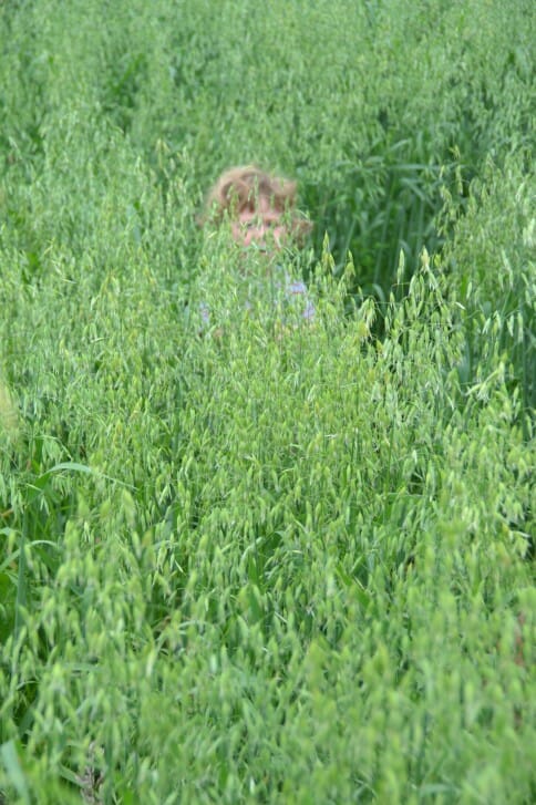 Peek-a-boo in the oats!