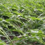 flat corn