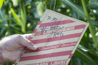 Marking ear bags the pollination date. I also noted that pollen from 'red' tassels went onto 'red' silks. 
