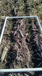 Oats and radish seedlings on Nov. 4 on Tim Smith's farm. The cover crops were drilled on Oct. 11 after soybeans had been harvested.