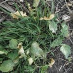 Close-up view of cereal rye+rapeseed on Nov. 9 near Boone. Cover crops were seeded Sept. 8 into standing soybeans.