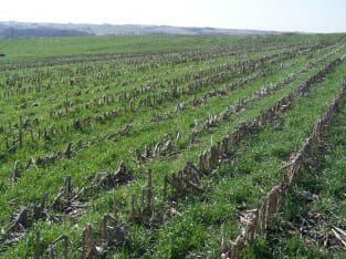 Cover crops