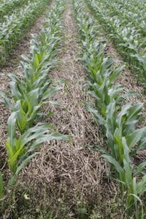 Corn grows through rye and clover stubble at Tim Sieren's farm in early June 2014.