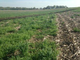 Hairy Vetch and Cereal Rye Landscape