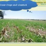 cover crops and livestock