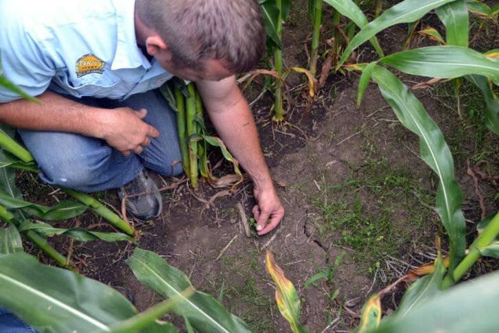 Jon Kiel shows field day participants cover crops at Danny Vande Brake's farm.