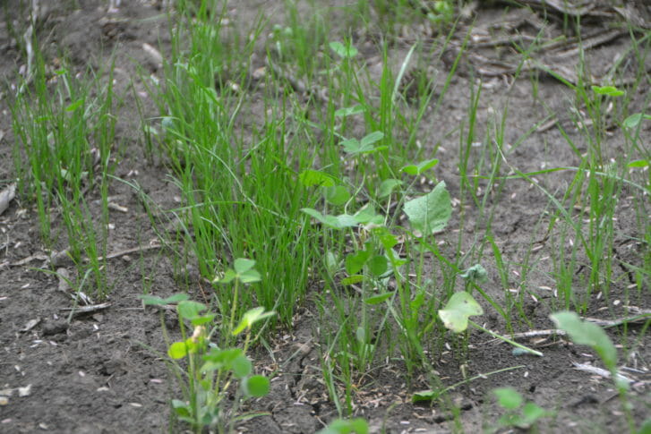 Kiel Early Seeded Cover Crops (58)