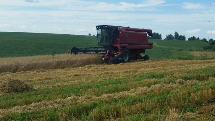 dusty succotash harvest