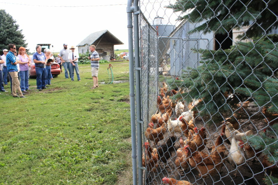 Bridgewater Farm has 600 laying hens in two broods. Most of the hens are 3-4 years old. On a regular day (without a field day), Dale opens the gates and the chickens can roam the farm. 