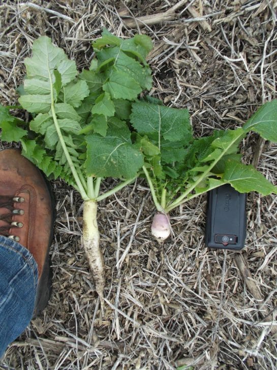 Size 10 boot, oilseed radish, turnip & smart phone.
