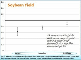 soybean