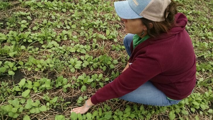 PFI staffer Meghan Filbert examines the cover crop mix at the Frederick farm on Aug. 20, 2015. The mix includes turnips, forage kale, oats and soybeans.