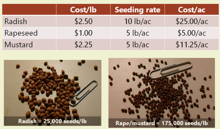 Brassica seed sizes cost