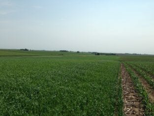 A field of oats growing at Porter Family Farms. Adding a 3rd crop such as oats can provide many benefits for the soil (and the pocketbook, with corn prices so low), but brings with it management complexities that need to be discussed with the landowner and farmer.