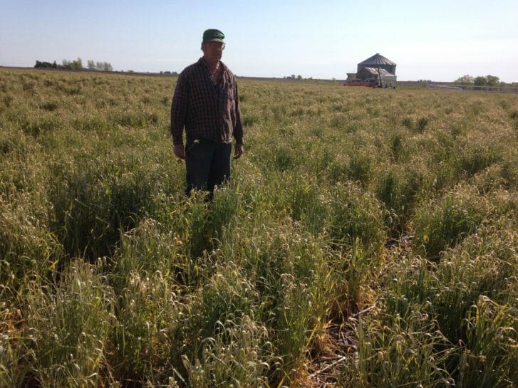 Steve Plate in his cover crop on May 5, 2016. The cover was terminated on April 26 with soybeans planted 9 days later. 