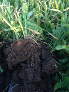 As a result of planting oats followed by a cover crop, Clark saw healthy changes in soil structure almost immediately.