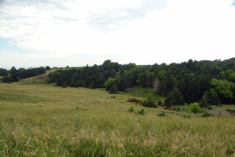 Cows graze on summer pasture at Bobolink Prairie Farms.