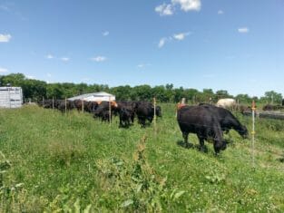 Cows and calves grazing
