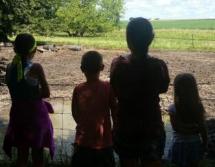 3-year-old Vivienne, right, showed the Worley kids all the many species of animals on the farm, including pigs, cats, dog, turkeys, chickens, sheep, and llama