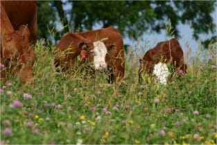 watkins cows