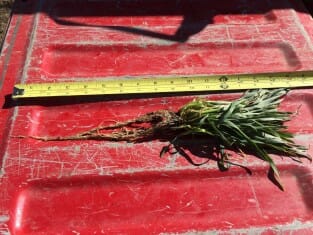 Anderson rye roots