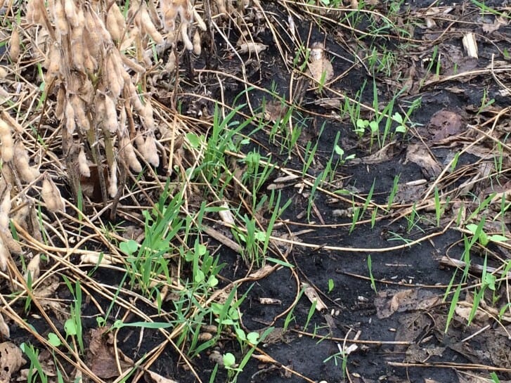 Oats, radish and hairy vetch seedlings at Kanawha in 2014. Cover crops were seeded on Sept. 18; photo taken Oct. 1.