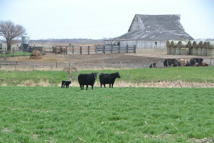 Calves in rye pasture