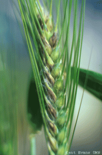 wheat with scab
