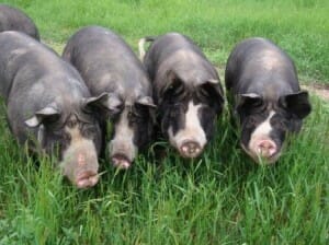 Berkshire pigs on pasture at Golden Bear Farm
