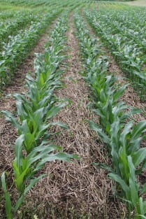 Sirien Field Day (corn in rye stubble2)
