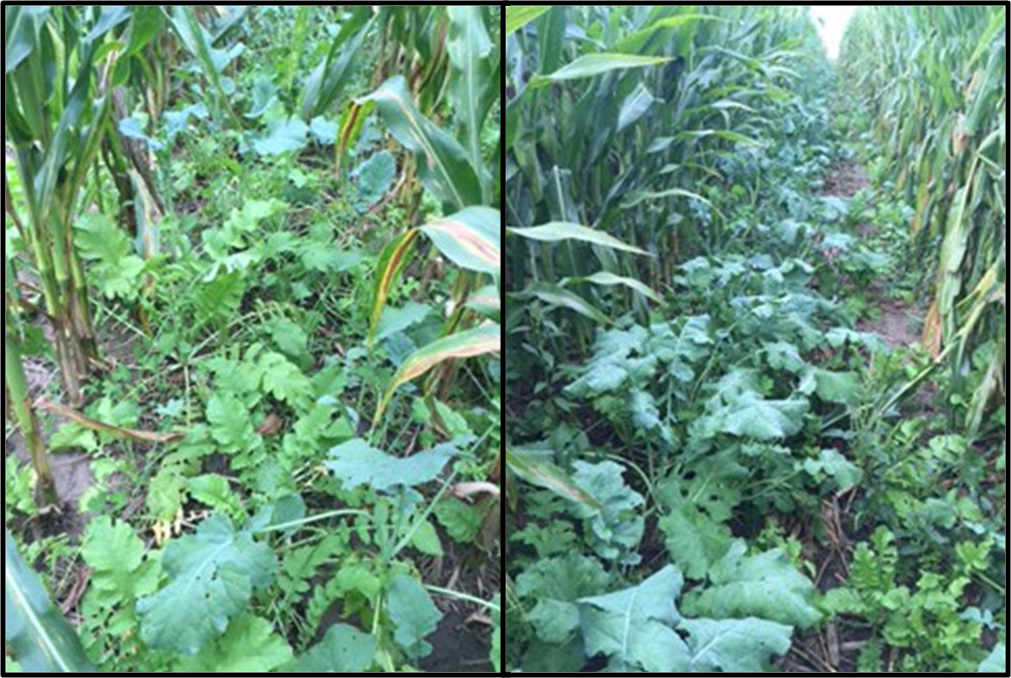 Cover crop mixes growing below seed corn canopy on Aug. 29, 2016.
