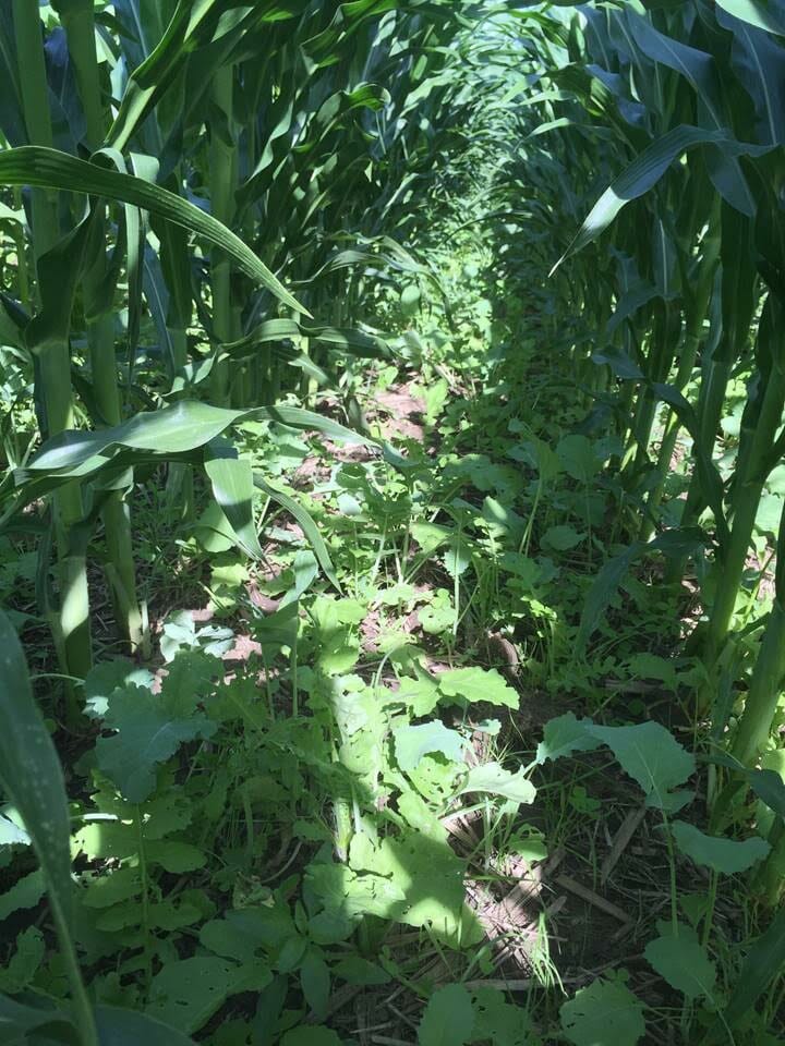Multi-species cover crop mix seeded into seed corn on June 8, 2016 at Jack Boyer's. Photo taken on July 8, 2016.
