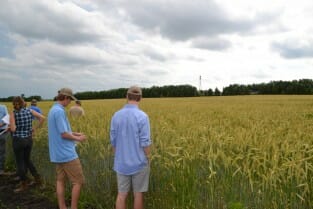 Attendees check out the hybrid rye 