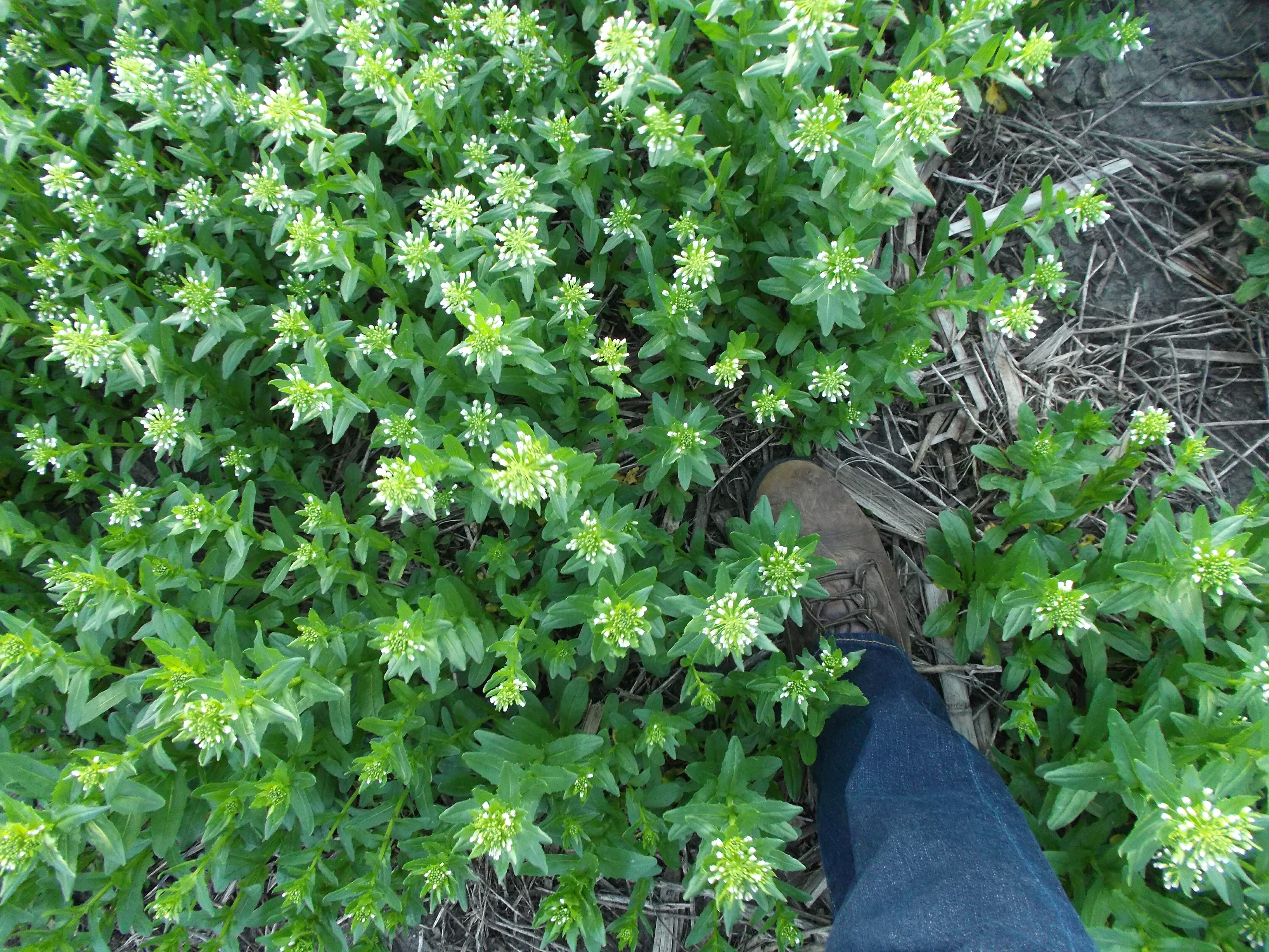Field Pennycress at Boone on Apr. 24, 2017.