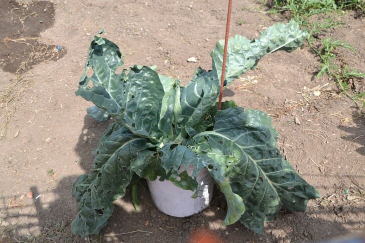 Schnicker FD (75) cauliflower bucket