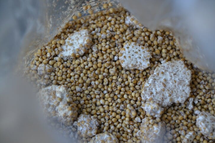 inoculated millet